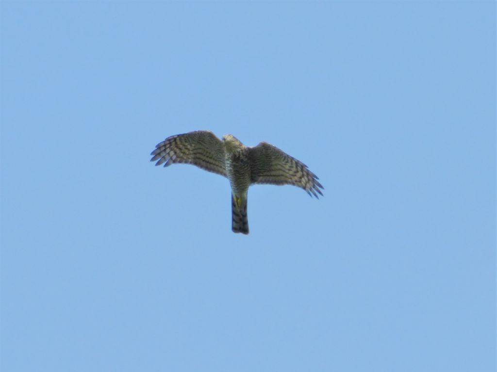 Sparviere (Accipiter nisus)